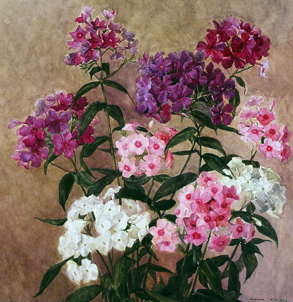 Victoria Kiryanova. Phloxes, 2001