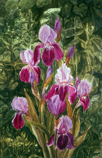 Victoria Kiryanova. Irises, 2003