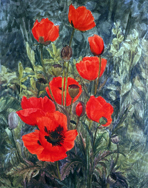 Victoria Kiryanova. Poppies, 2003