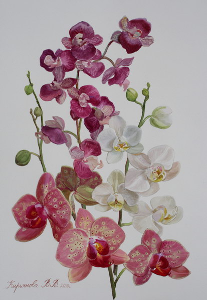 Victoria Kiryanova. Orchid&eacute;es, 2018