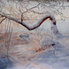 Aksakovo. White frost, 2013
62x45 cm; ������� �� ���������