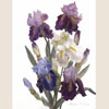 Bouquet of irises, 2010
62x45 cm; ������� �� ���������