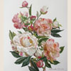 Bouquet of delicate peonies, 2011
50x45 cm; ������� �� ���������