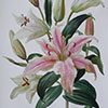 Branche fleurie d'un lis, 2018
56x38 cm; ������� �� ���������