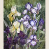 Irises in garden, 2007
76x56 cm; ��� ������� ����� ������