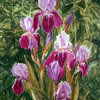 Irises, 2003
65x43 cm; ��� ������� ����� ������