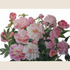 June peonies, 2009
52x76 cm; ��� ������� ����� ������