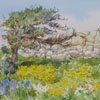 Cyprus. Blooming Curion, 2011