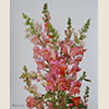 Snapdragon, 2014
36x29.5 cm; ��� ������� ����� ������