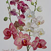 Orchid&eacute;es, 2018
56x38 cm; ��� ������� ����� ������