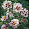 Peonies, 2005
76x56 cm; ��� ������� ����� ������