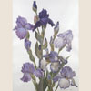 Multicoloured irises, 2008
76x56 cm; ������� �� ���������