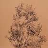 Pencil drawing of tree, 2008
25x23.5 cm; ��� ������� ����� ������