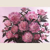 Rose peonies, 2007
56x76 cm; ������� �� ���������