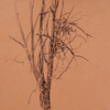 Dry tree, 2008
25x23.5 cm; ��� ������� ����� ������