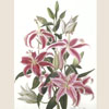 Tiger-coloured lilies, 2007
76x56 cm; ��� ������� ����� ������
