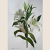 Branch of white lily, 2008
57x39 cm; ��� ������� ����� ������