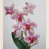 Branch of orchid, 2006
32x24.5 cm; ��� ������� ����� ������