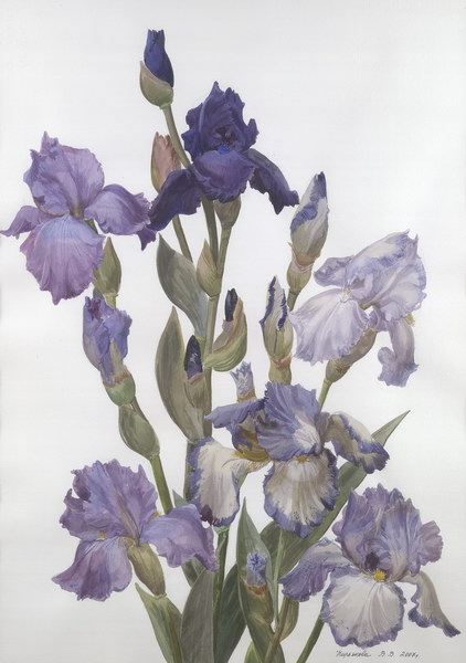 Victoria Kiryanova. Multicoloured irises, 2008