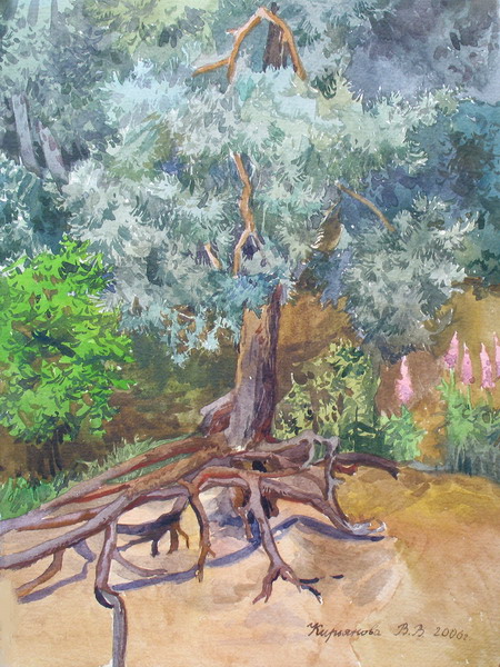 Victoria Kiryanova. Pines in Sestroretsk Bor, 2006