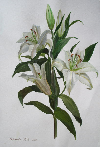 Victoria Kiryanova. Branch of white lily, 2008