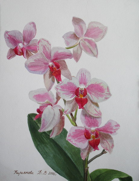 Victoria Kiryanova. Branch of orchid, 2006